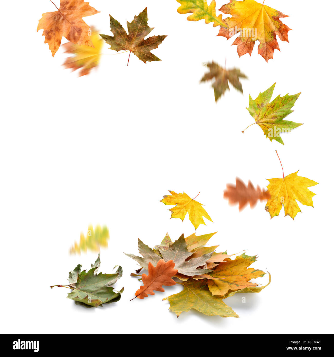 To Fall White Background Falling leaves on white background Stock Photo - Alamy