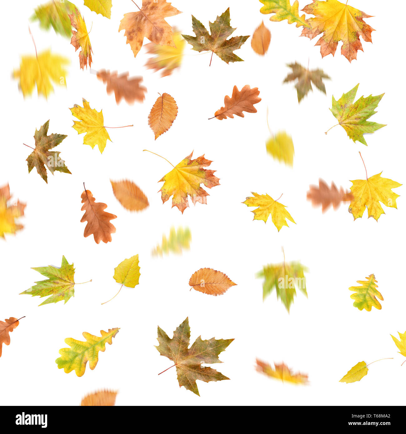 To Fall White Background Falling leaves on white background Stock Photo - Alamy