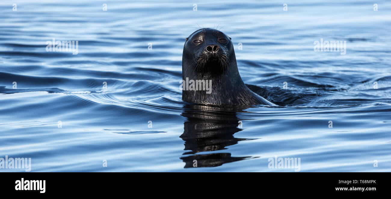 The Ladoga ringed seal swimming in the water. Front view. Blue water background.  Scientific name: Pusa hispida ladogensis. The Ladoga seal in a natur Stock Photo