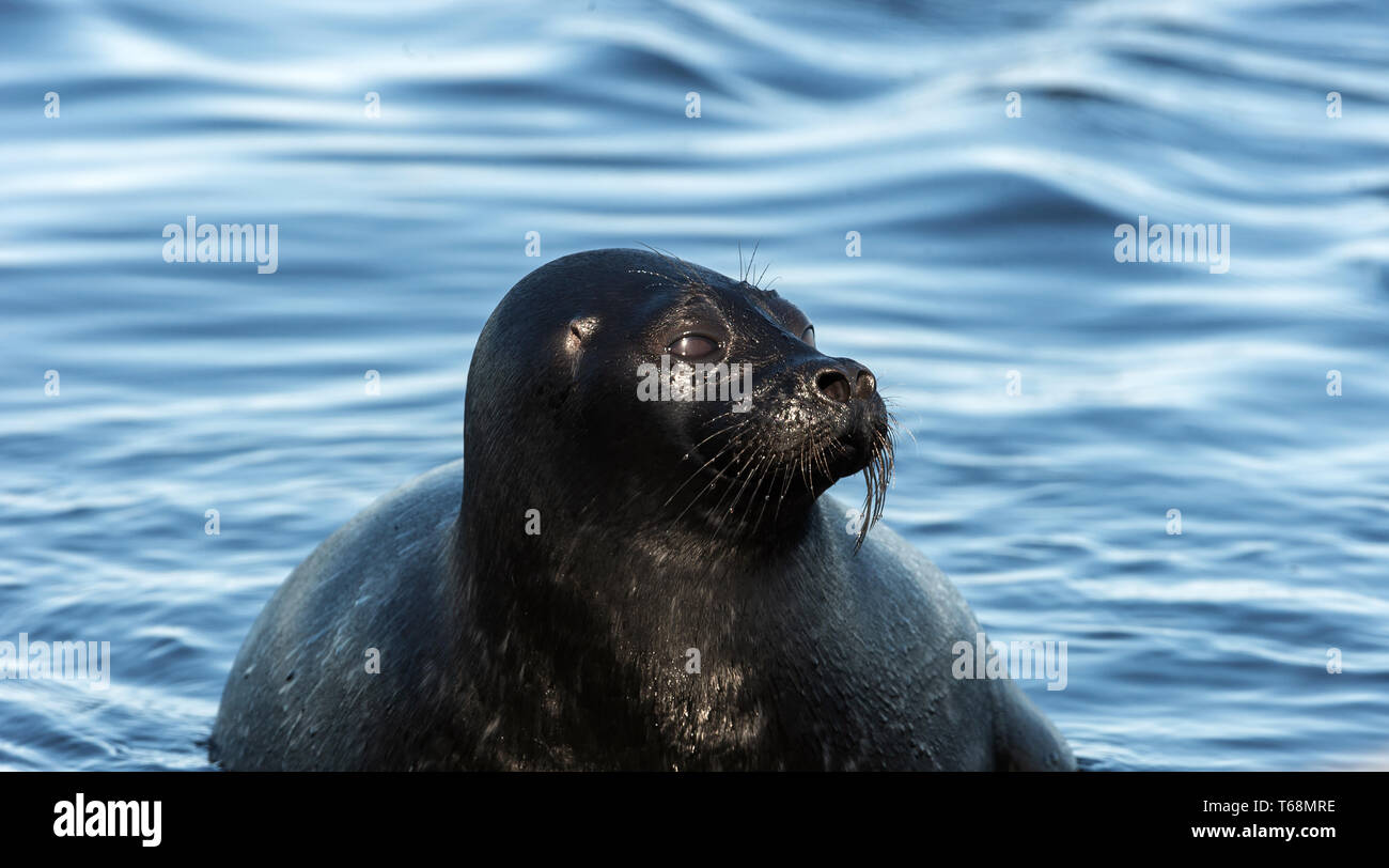 The Ladoga ringed seal swimming in the water. Blue water background.  Scientific name: Pusa hispida ladogensis. The Ladoga seal in a natural habitat.  Stock Photo