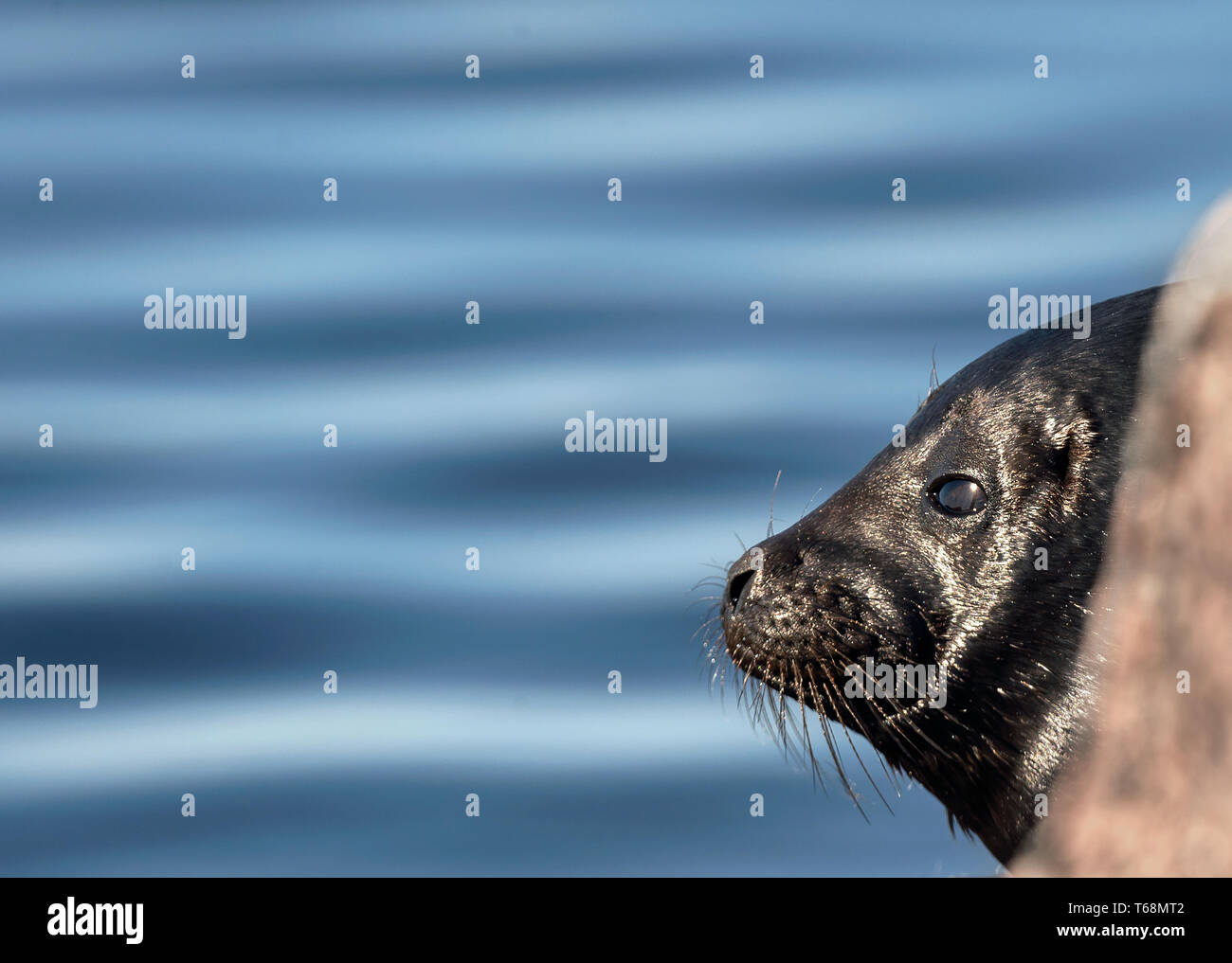 The Ladoga ringed seal. Side view portrait. Close up. Scientific name: Pusa hispida ladogensis. The Ladoga seal in a natural habitat. Ladoga Lake. Rus Stock Photo