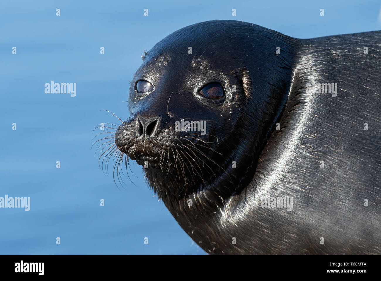 The Ladoga ringed seal.  Closeup portrait. Scientific name: Pusa hispida ladogensis. The Ladoga seal in a natural habitat. Ladoga Lake. Russia Stock Photo