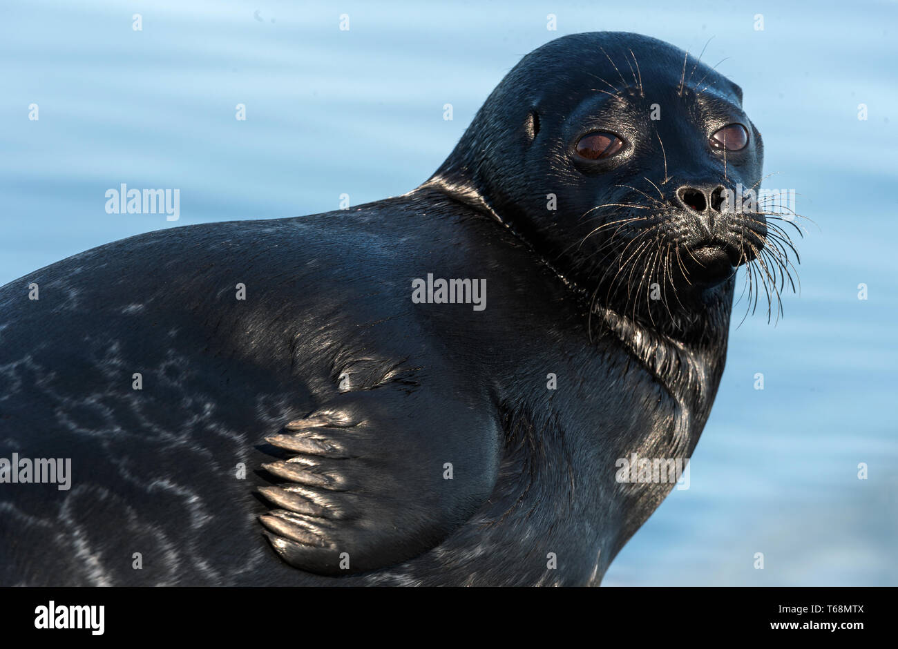 The Ladoga ringed seal.  Closeup portrait. Scientific name: Pusa hispida ladogensis. The Ladoga seal in a natural habitat. Ladoga Lake. Russia Stock Photo