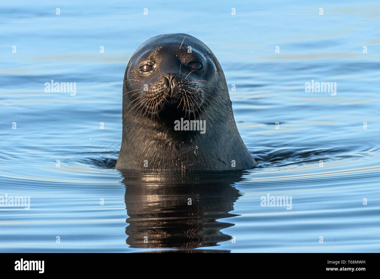 The Ladoga ringed seal swimming in the water. Front view. Blue water background.  Scientific name: Pusa hispida ladogensis. The Ladoga seal in a natur Stock Photo