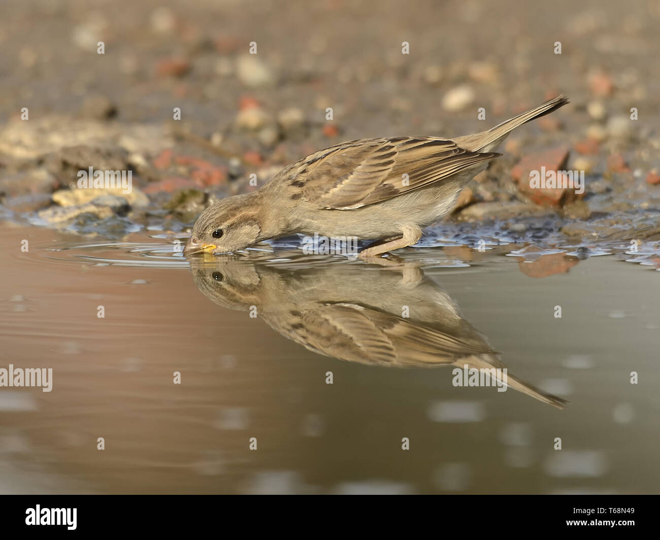 House Sparrow or English sparrow, Passer domesticus, europe, germany Stock Photo