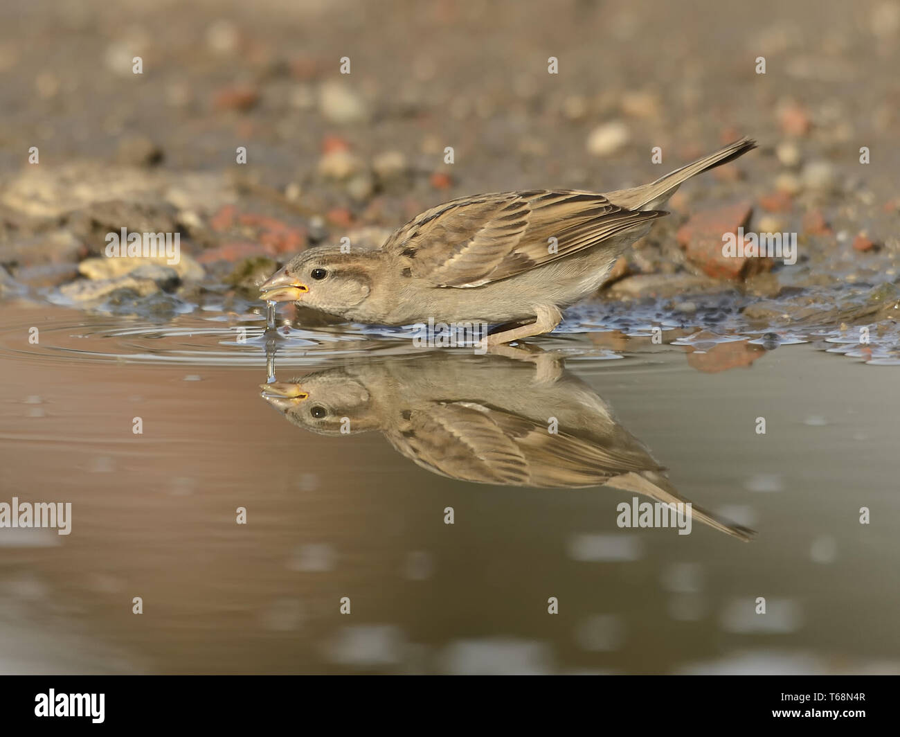 House Sparrow or English sparrow, Passer domesticus, europe, germany Stock Photo