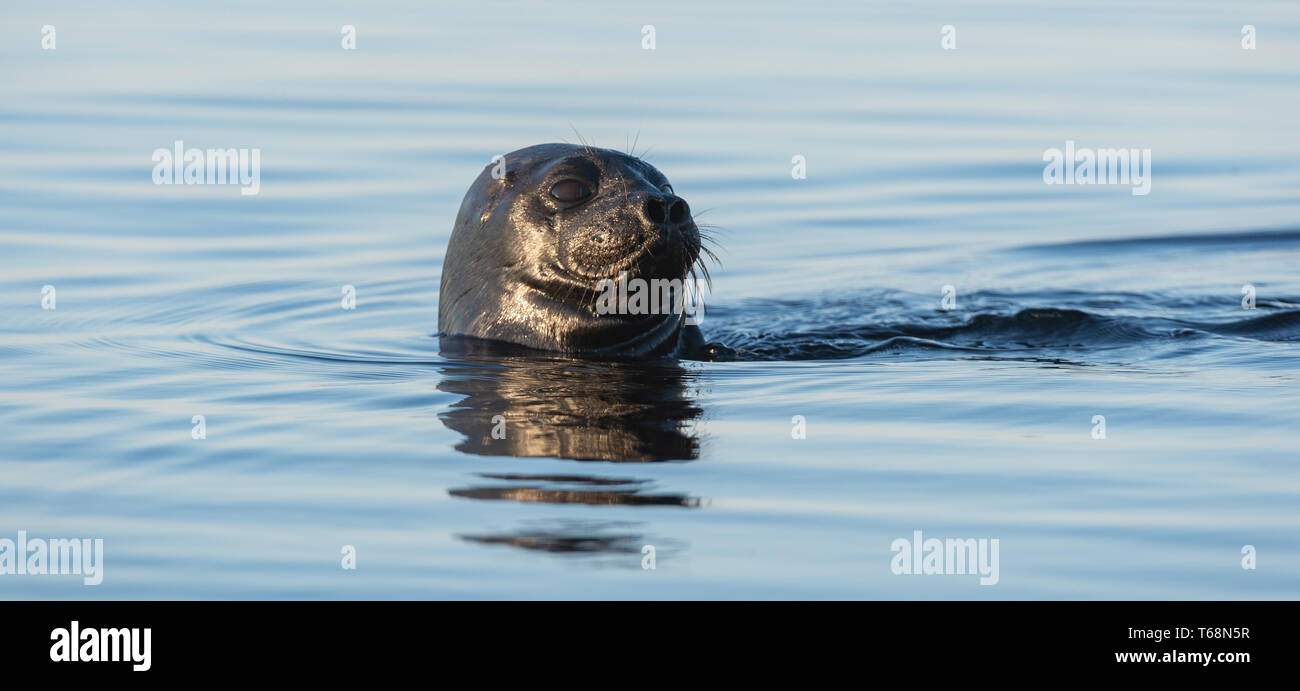 The Ladoga ringed seal in the water. Blue water background.  Scientific name: Pusa hispida ladogensis. The Ladoga seal in a natural habitat. Summer se Stock Photo