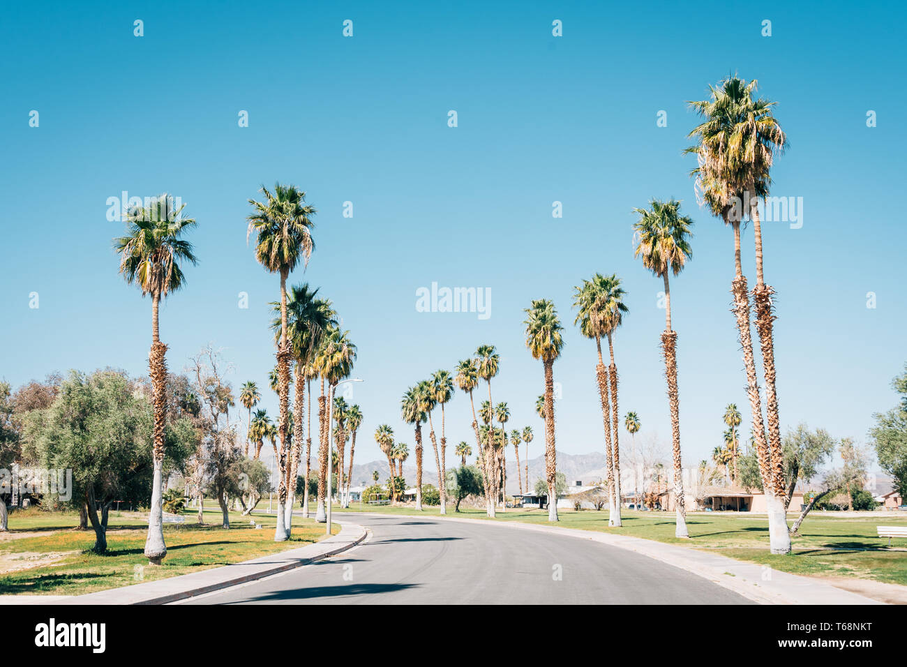 Palm trees along a road at Lake Tamarisk, in Desert Center, California