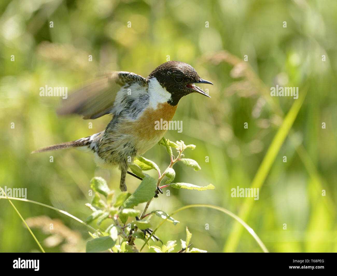 Common stonechat, Saxicola torquatus Stock Photo - Alamy