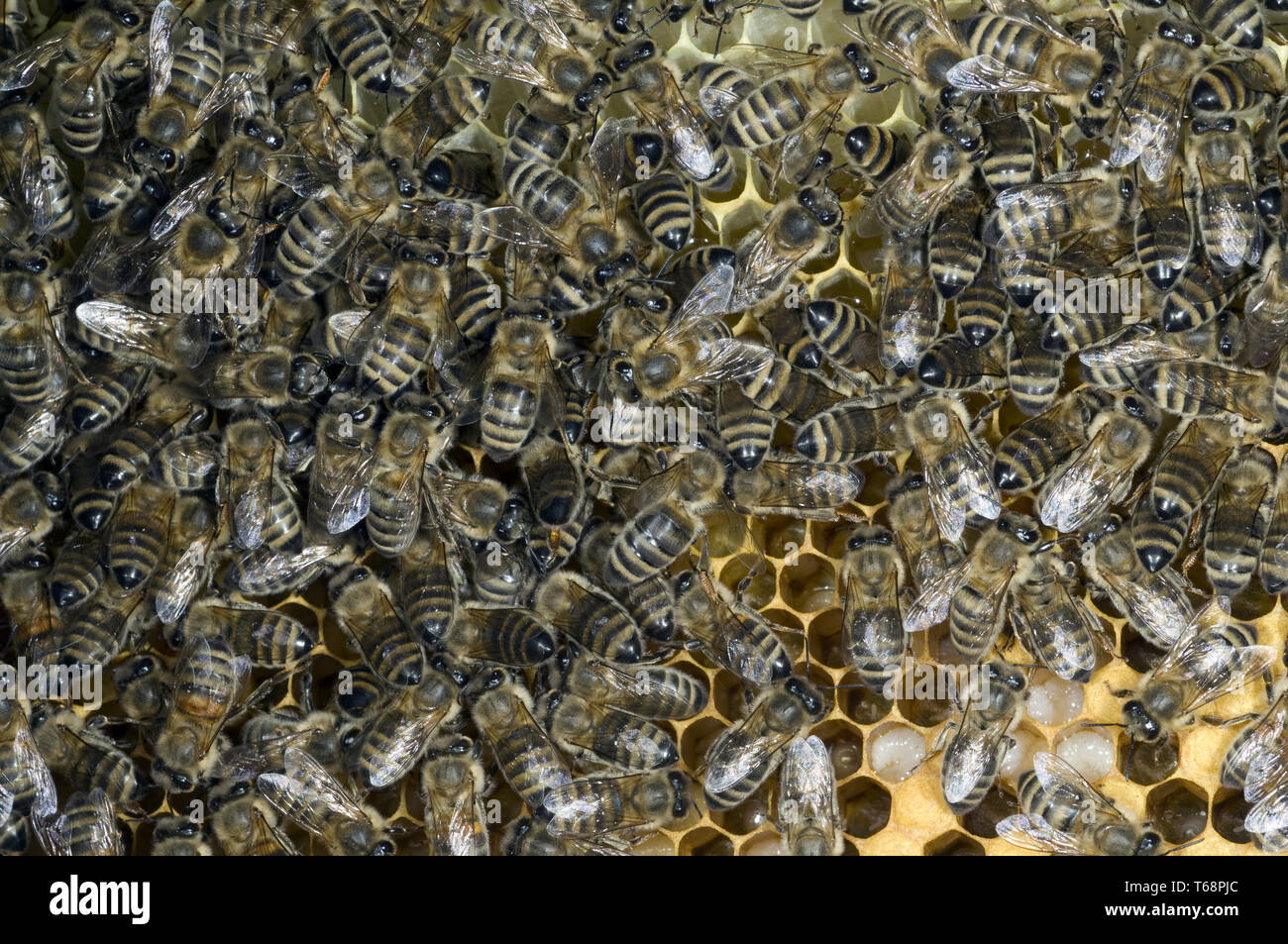 honey bees (Apis mellifica) at the Beehive Stock Photo