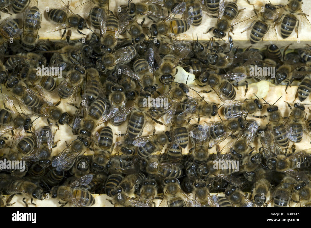 honey bees (Apis mellifica) at the Beehive Stock Photo