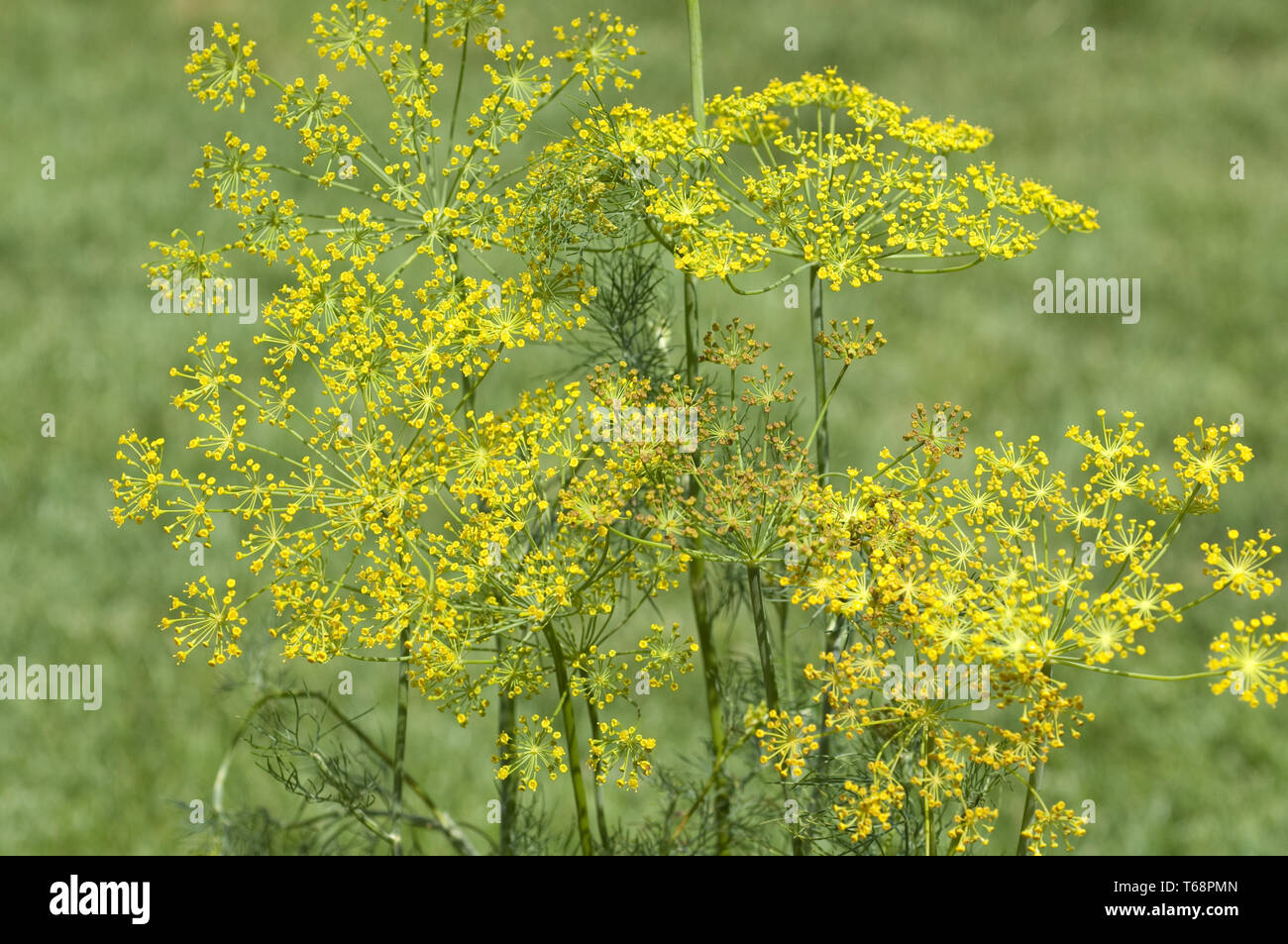 Dill, Anethum graveolens, annual herb Stock Photo