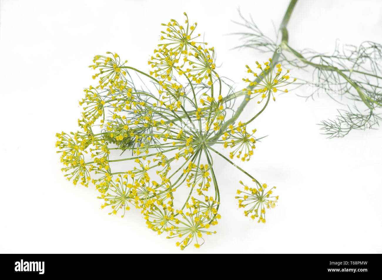 Dill, Anethum graveolens, annual herb Stock Photo