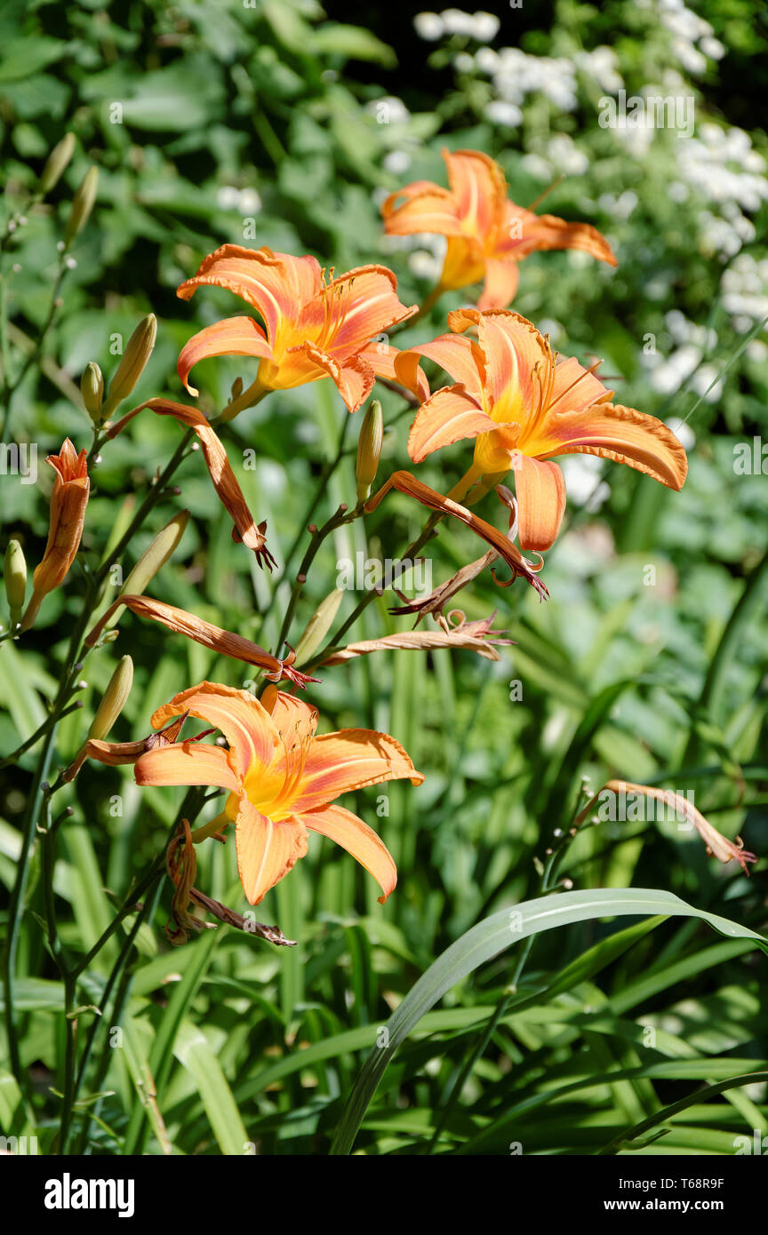 Lilium bulbiferum botanic hi-res stock photography and images - Alamy