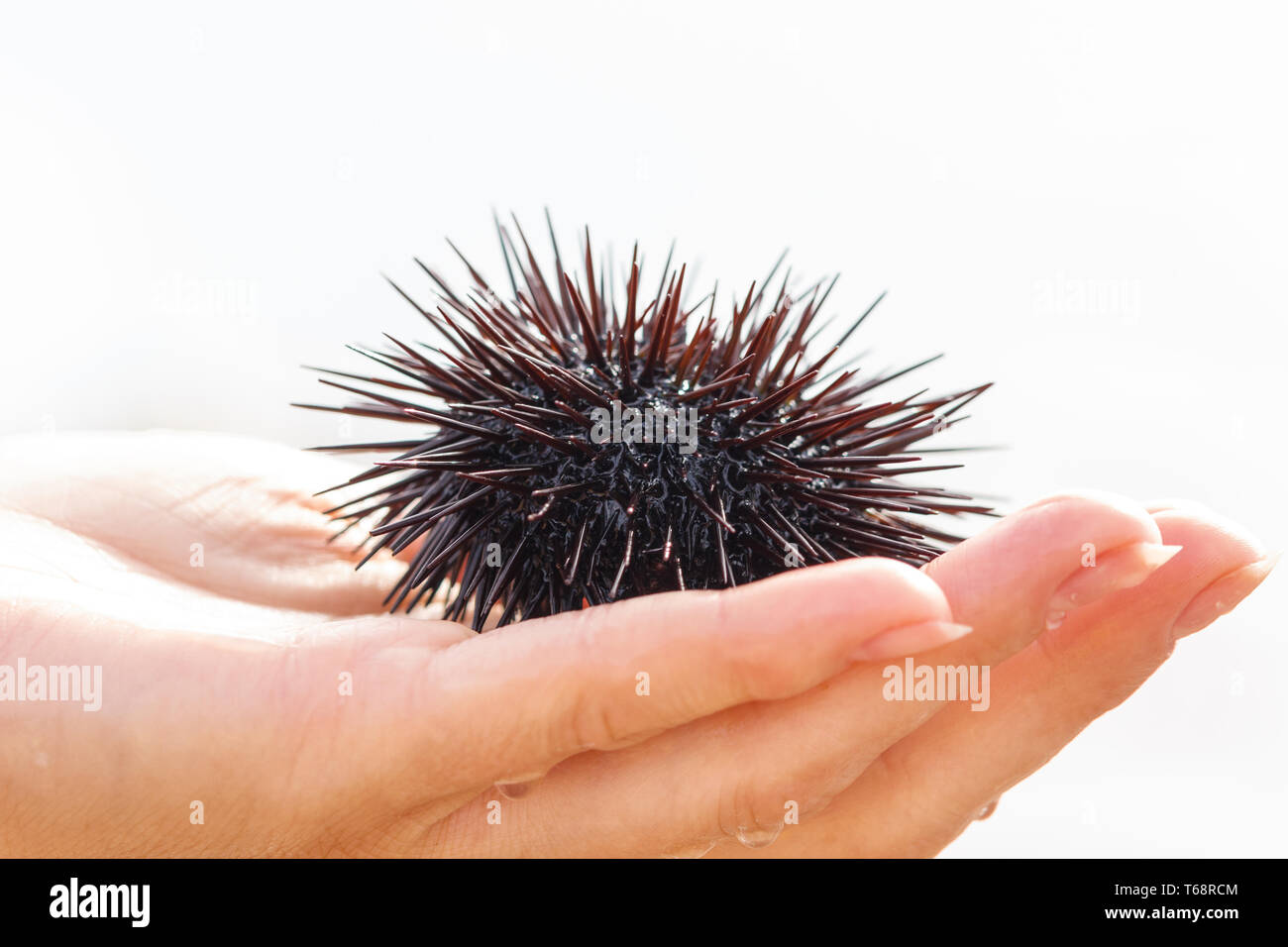 sea urchin Stock Photo