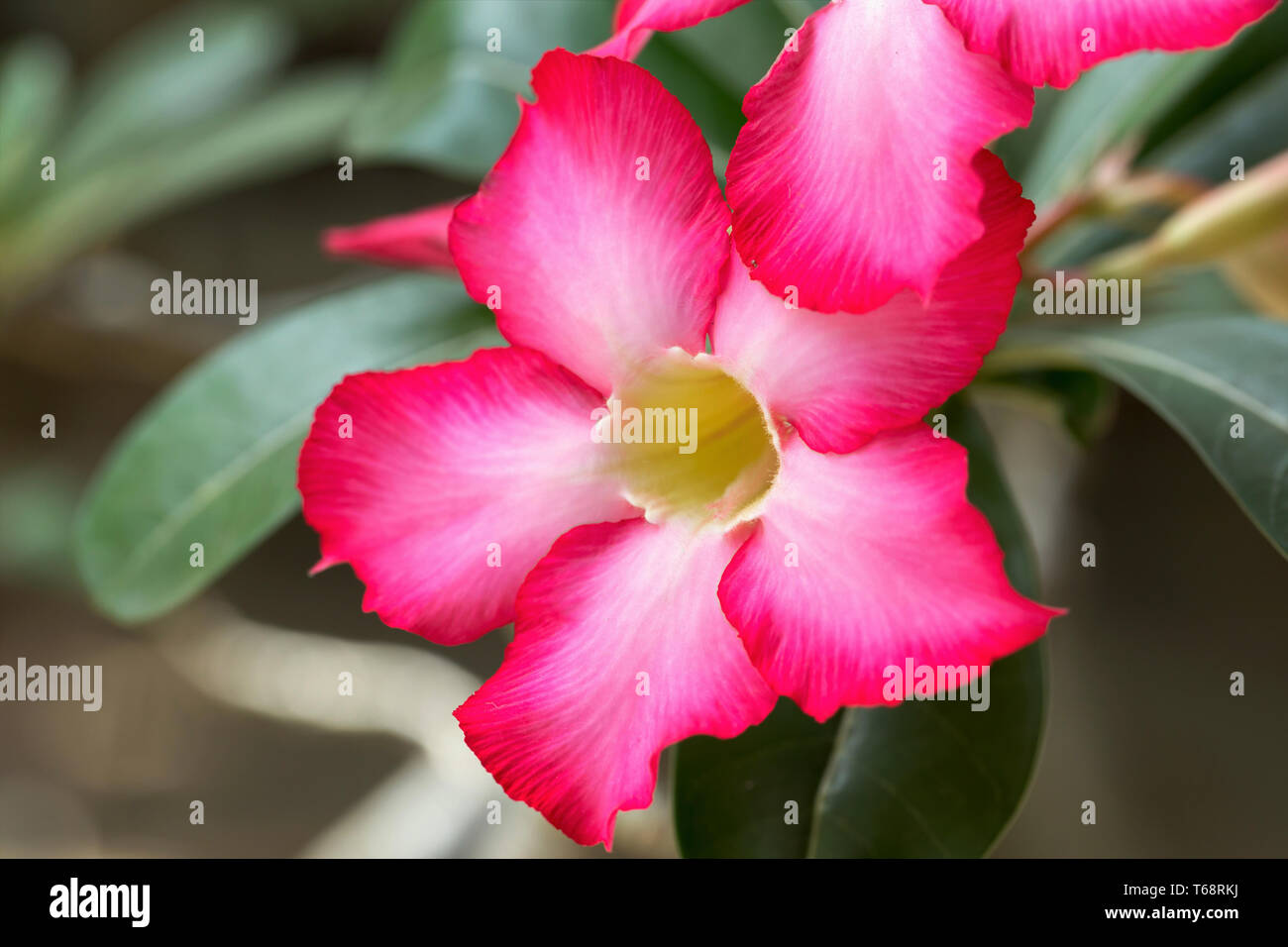 beautiful red Adenium flowers Stock Photo - Alamy