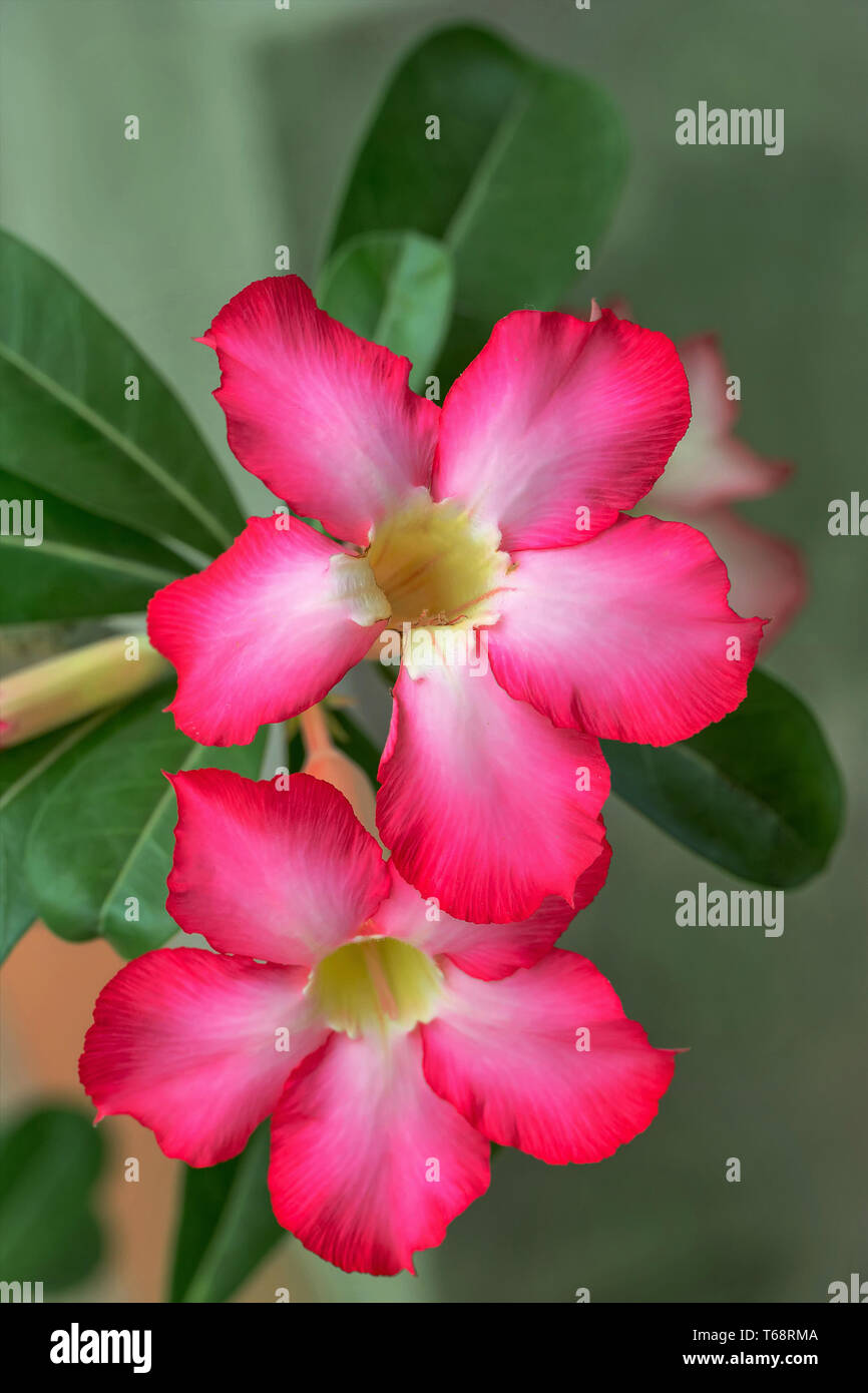 Pretty adenium flowers hi-res stock photography and images - Alamy