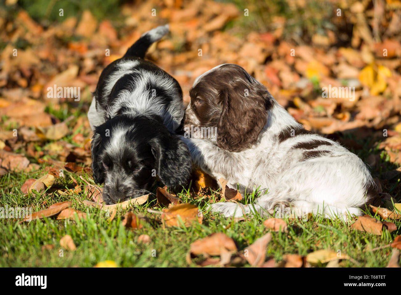 English Cocker Spaniel puppies Stock Photo