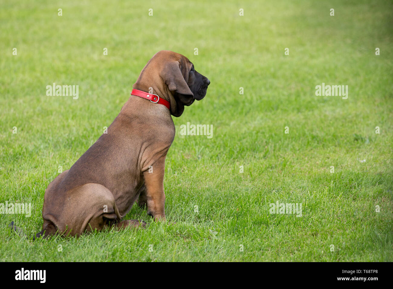 Puppy of Fila Brasileiro (Brazilian Mastiff) Stock Image - Image