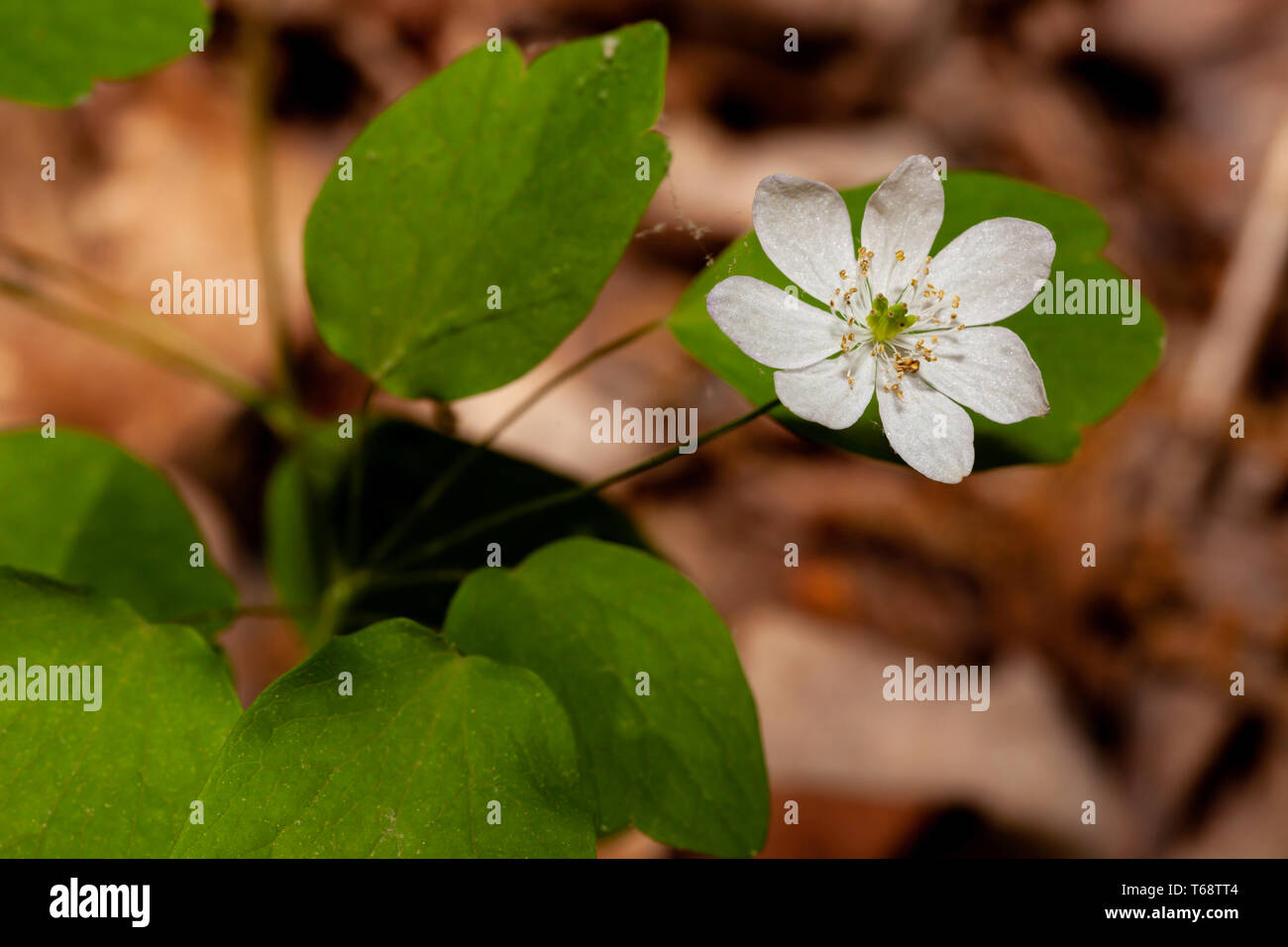 Rue Anemone in Land Between the Lakes Stock Photo