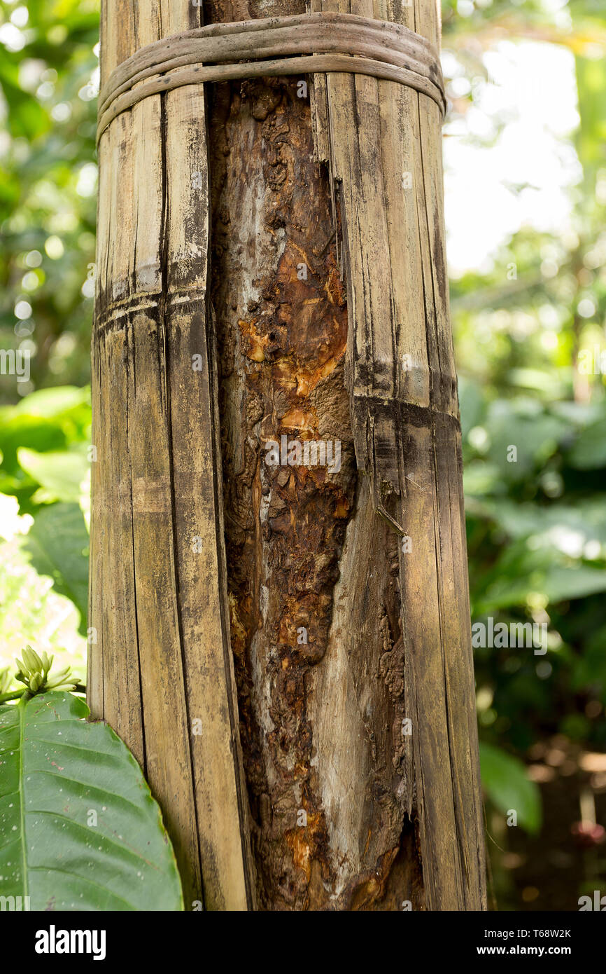 Cinnamon tree on Bali, Indonesia Stock Photo Alamy