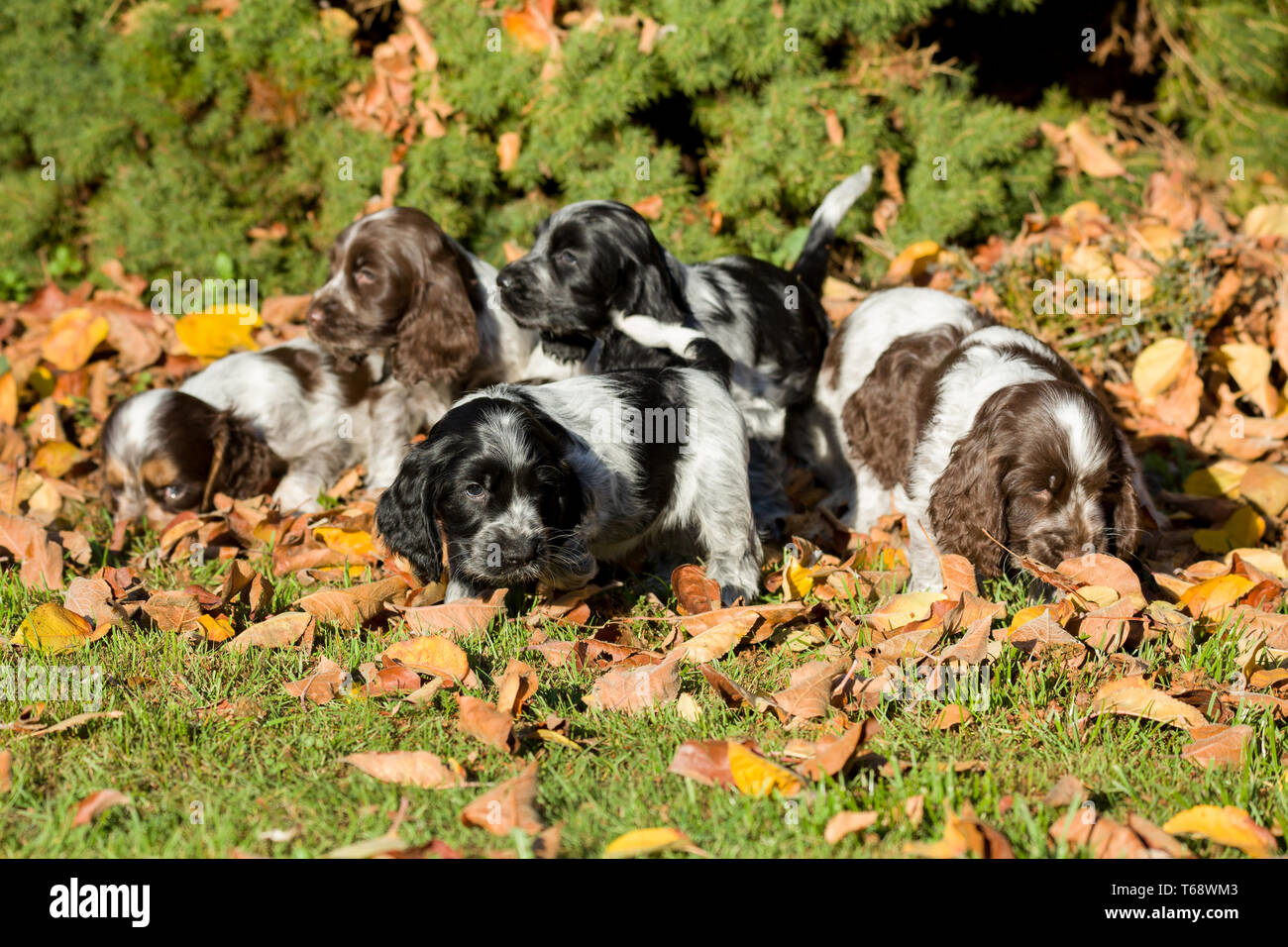English Cocker Spaniel puppies Stock Photo