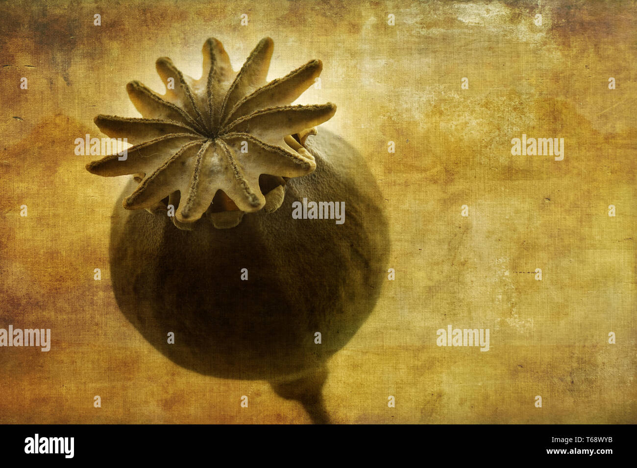 poppy seed capsule Stock Photo Alamy