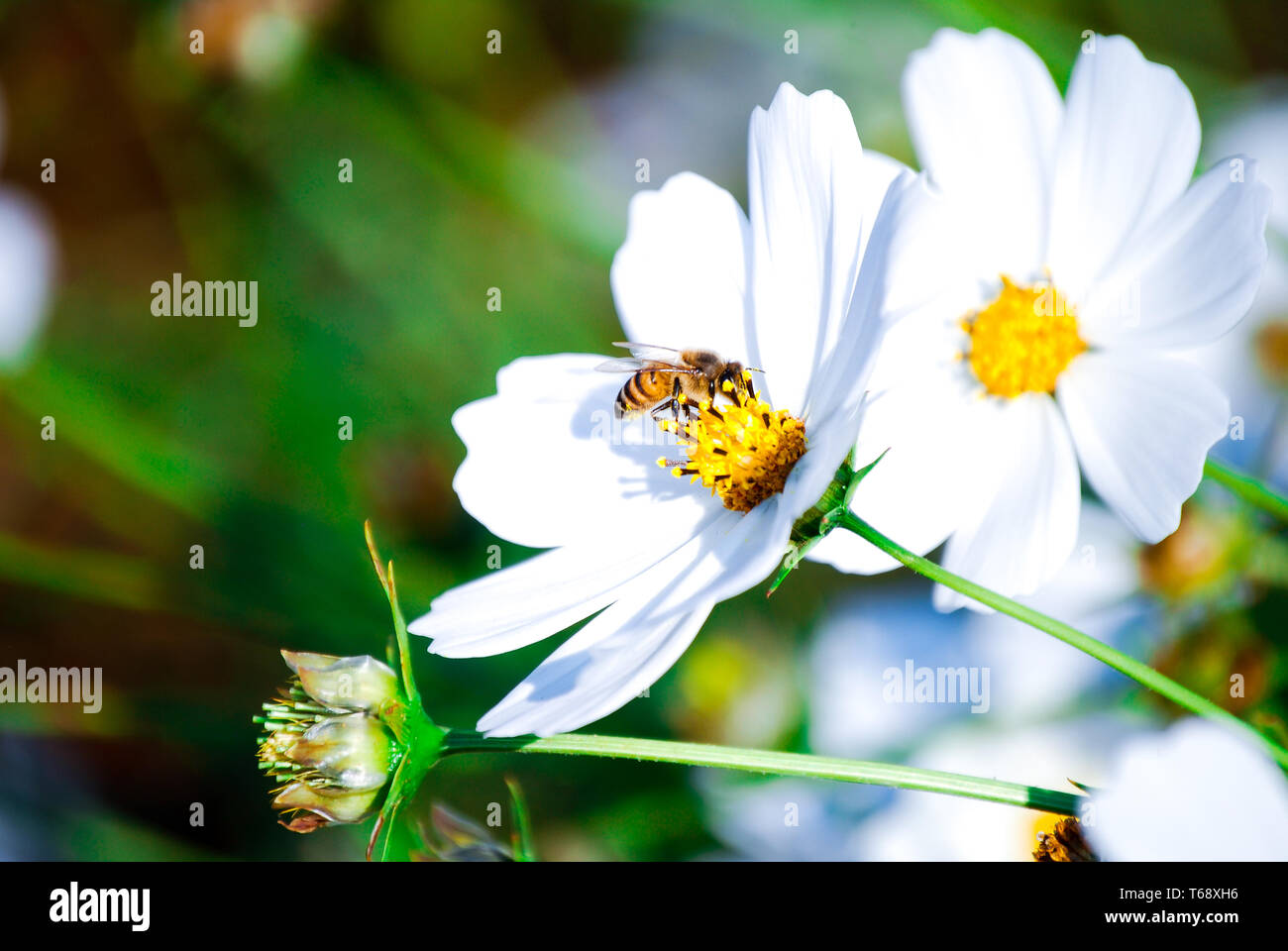 Float like a butterfly sting like a bee. white beautiful flowers being pollinated by a bee. Stock Photo