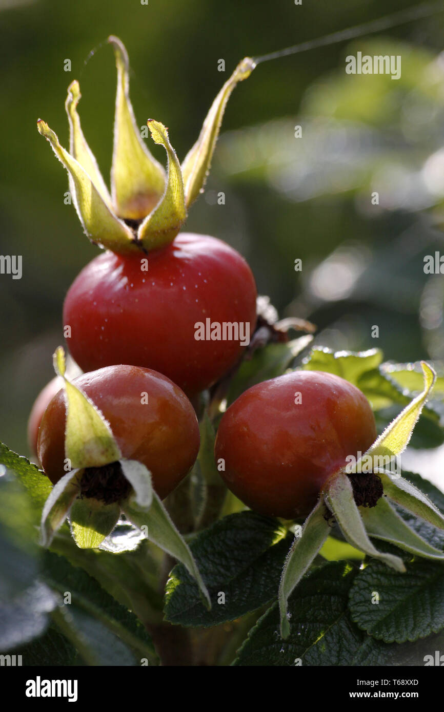 Rosehip or dog rose, Rosa canina Stock Photo - Alamy