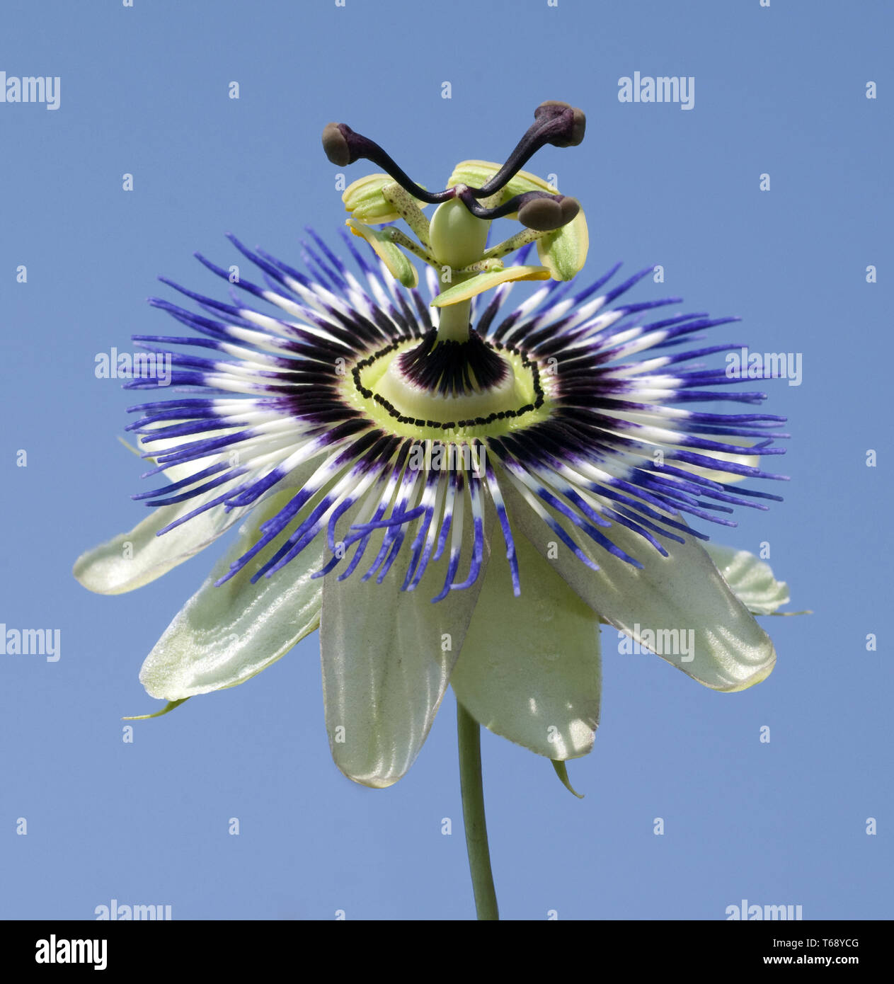Passion Flower (Passiflora) Stock Photo