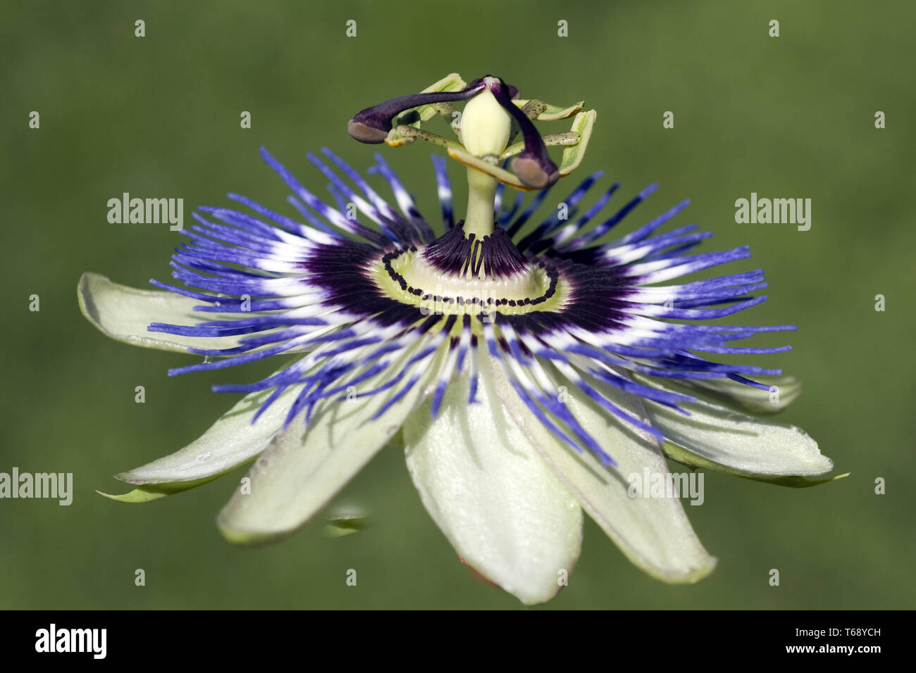 Passion Flower (Passiflora) Stock Photo