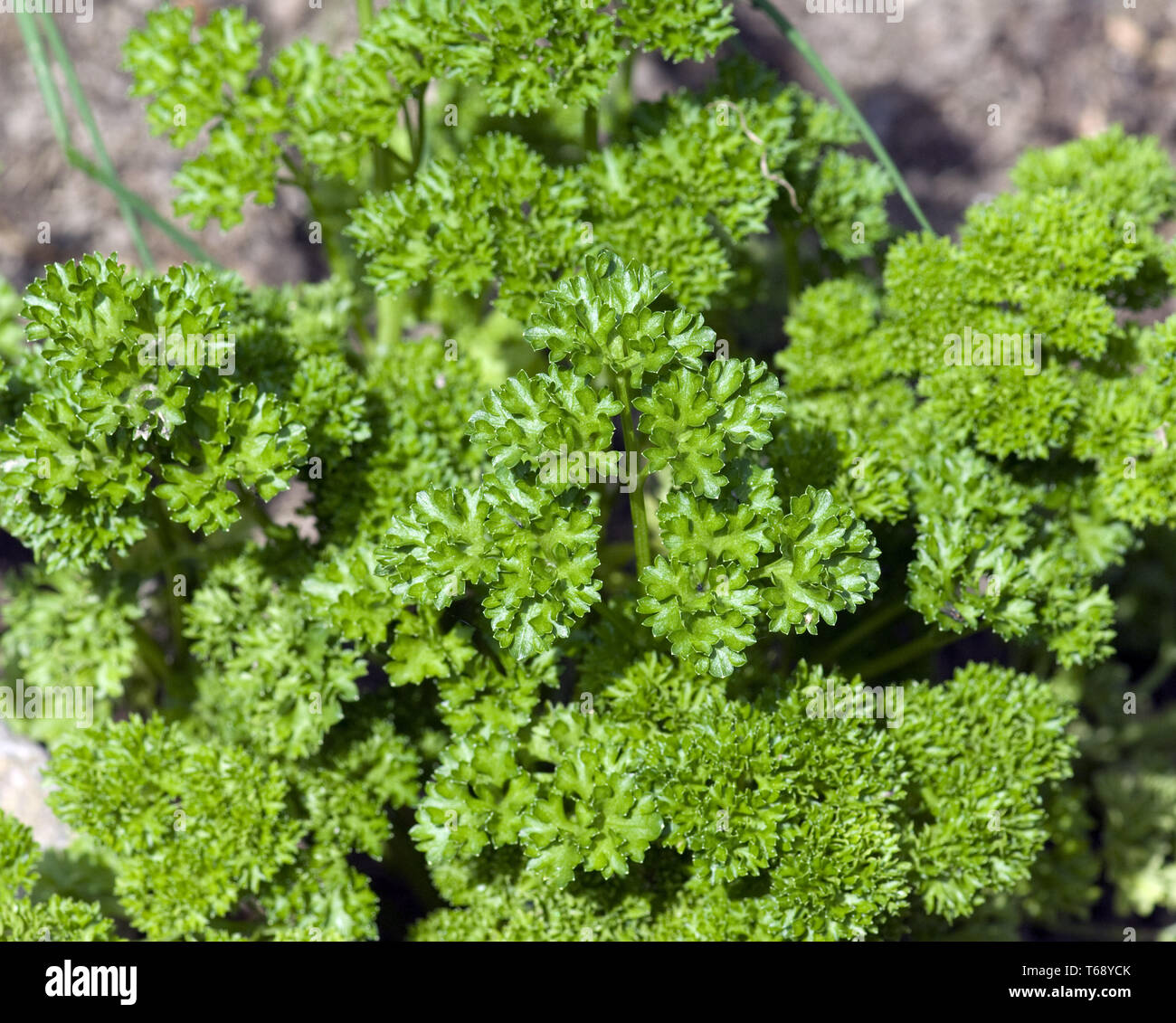 Parsley, Petroselinum crispum Stock Photo