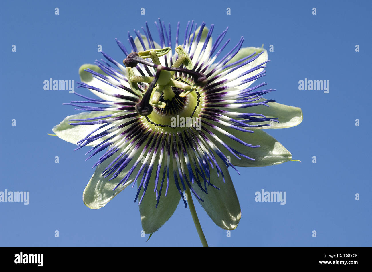Passion Flower (Passiflora Stock Photo Alamy