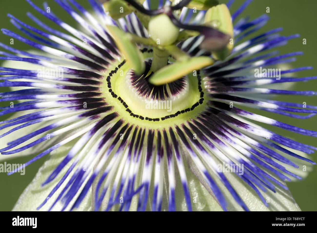 Passion Flower (Passiflora) Stock Photo