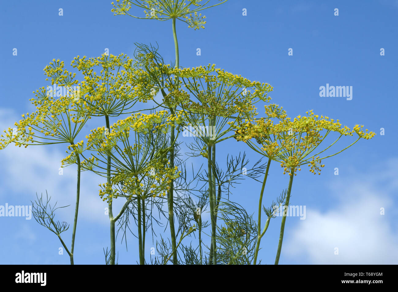 Dill, Anethum graveolens, annual herb Stock Photo