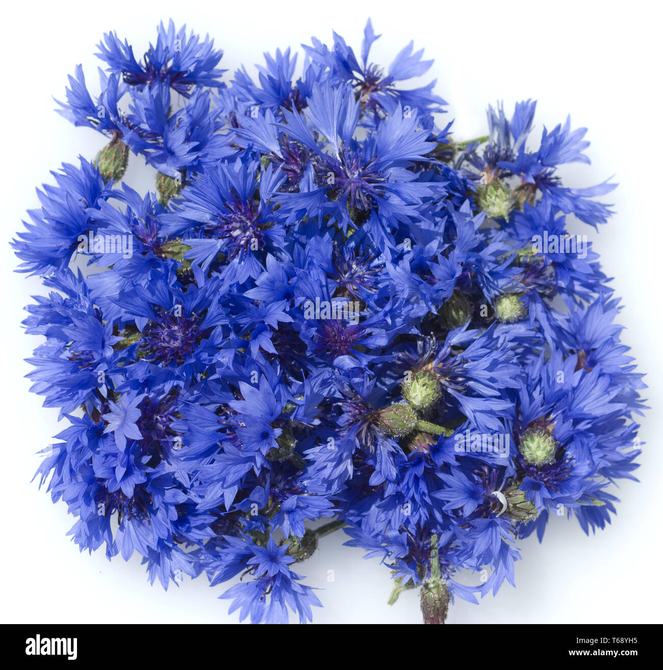 cornflower, Centaurea cyanus Stock Photo Alamy