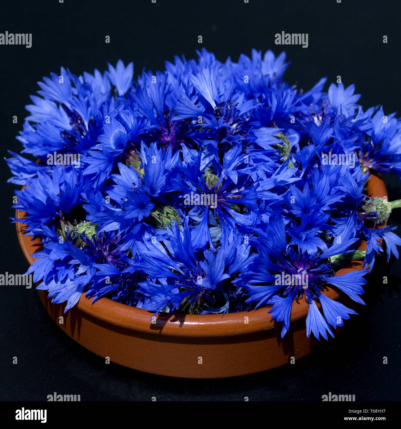 cornflower, Centaurea cyanus Stock Photo Alamy