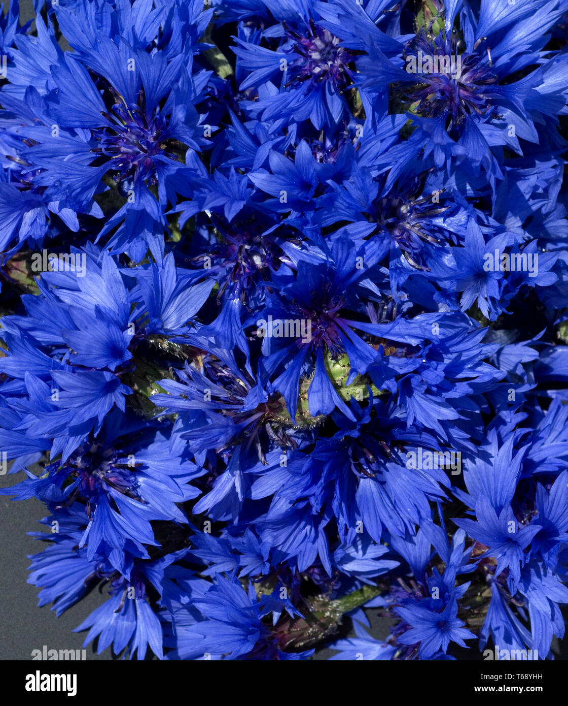 cornflower, Centaurea cyanus Stock Photo Alamy
