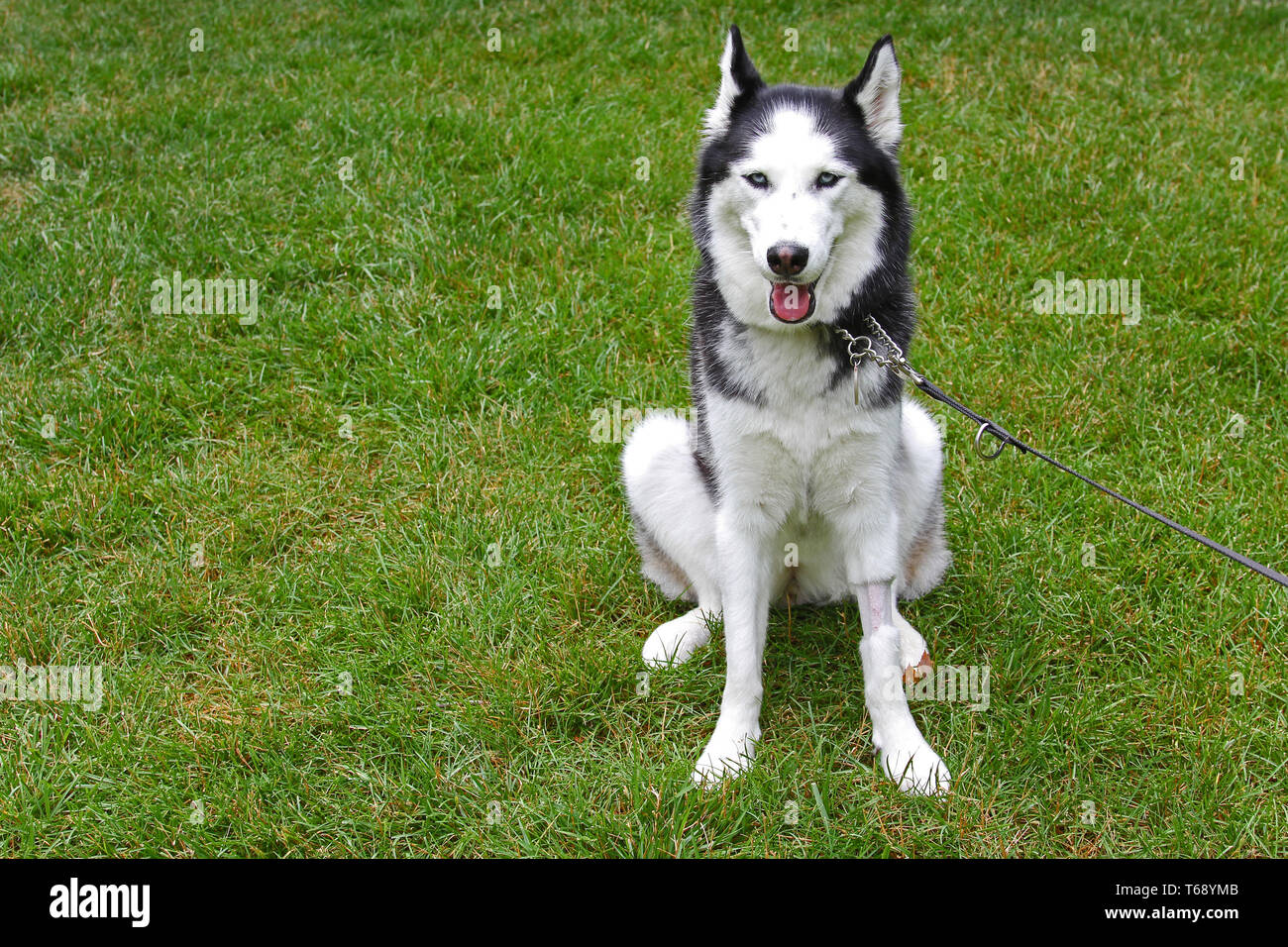 Husky girl hotsell