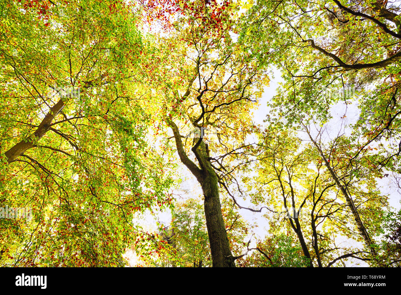 autumn beech forest treetop background Stock Photo Alamy