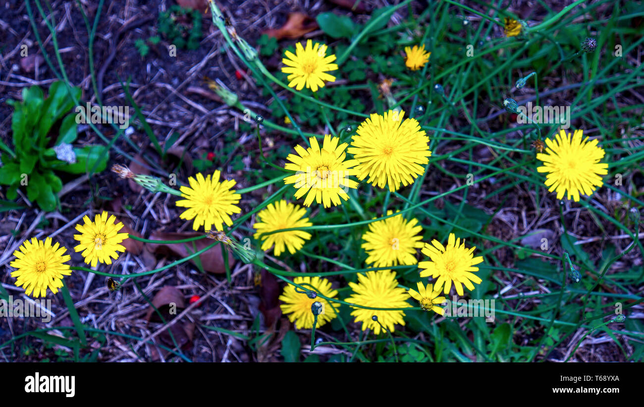 Dandelion seeds top view hi-res stock photography and images - Alamy