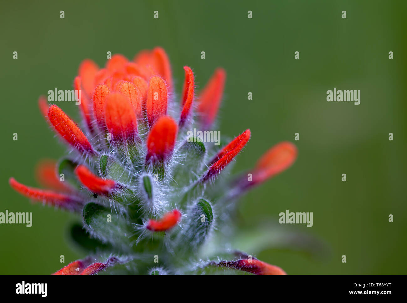 Macro photography of the exotic beauty of a scarlet Indian paintbrush flower, captured  at the Andean mountains of central Colombia. Stock Photo