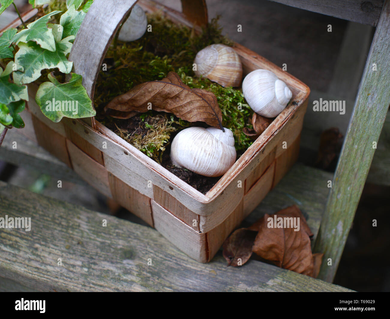 decoration with housings of snails in a basket Stock Photo Alamy