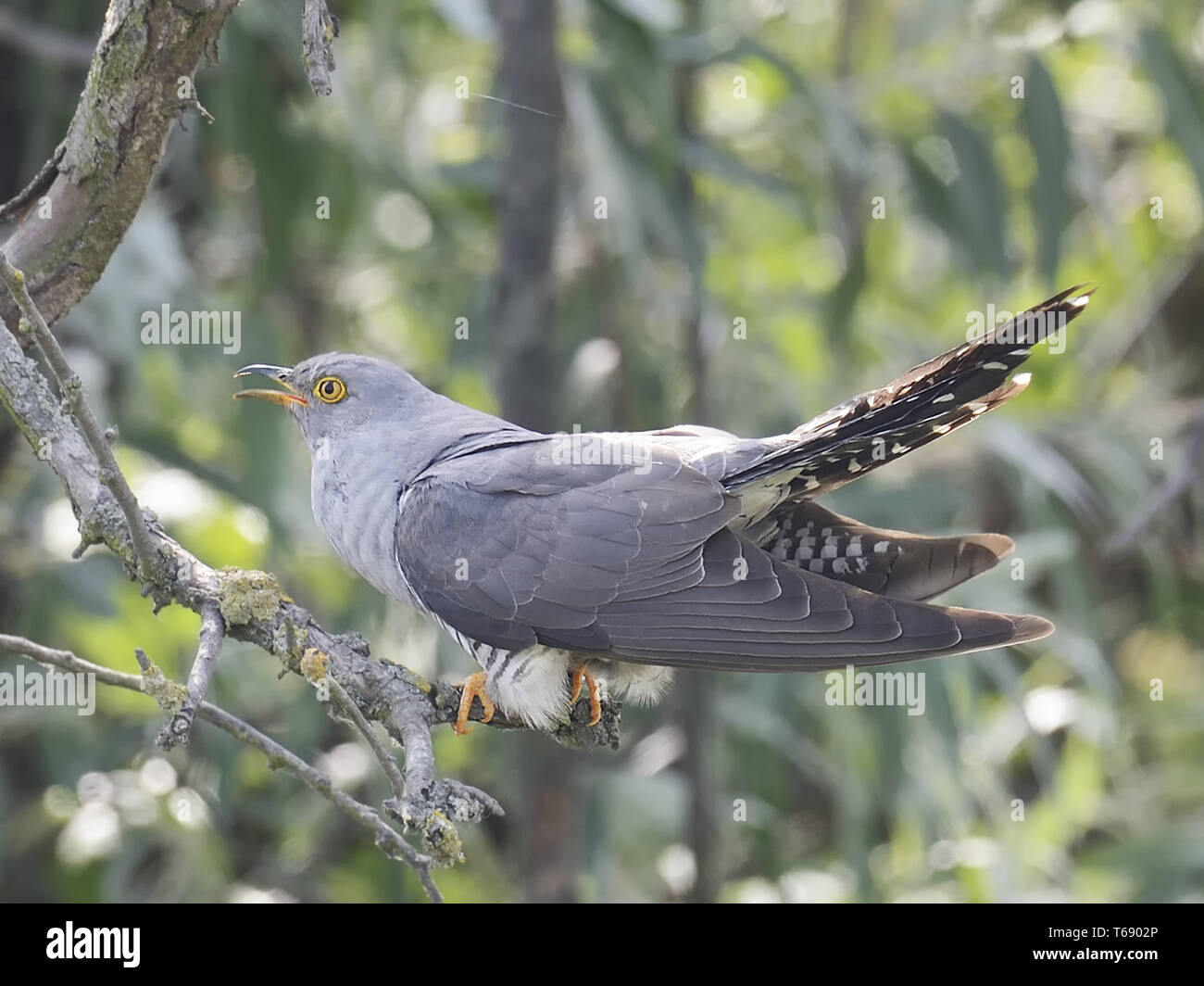 Common Cuckoo, Cuculus canorus, Kuckuck Stock Photo