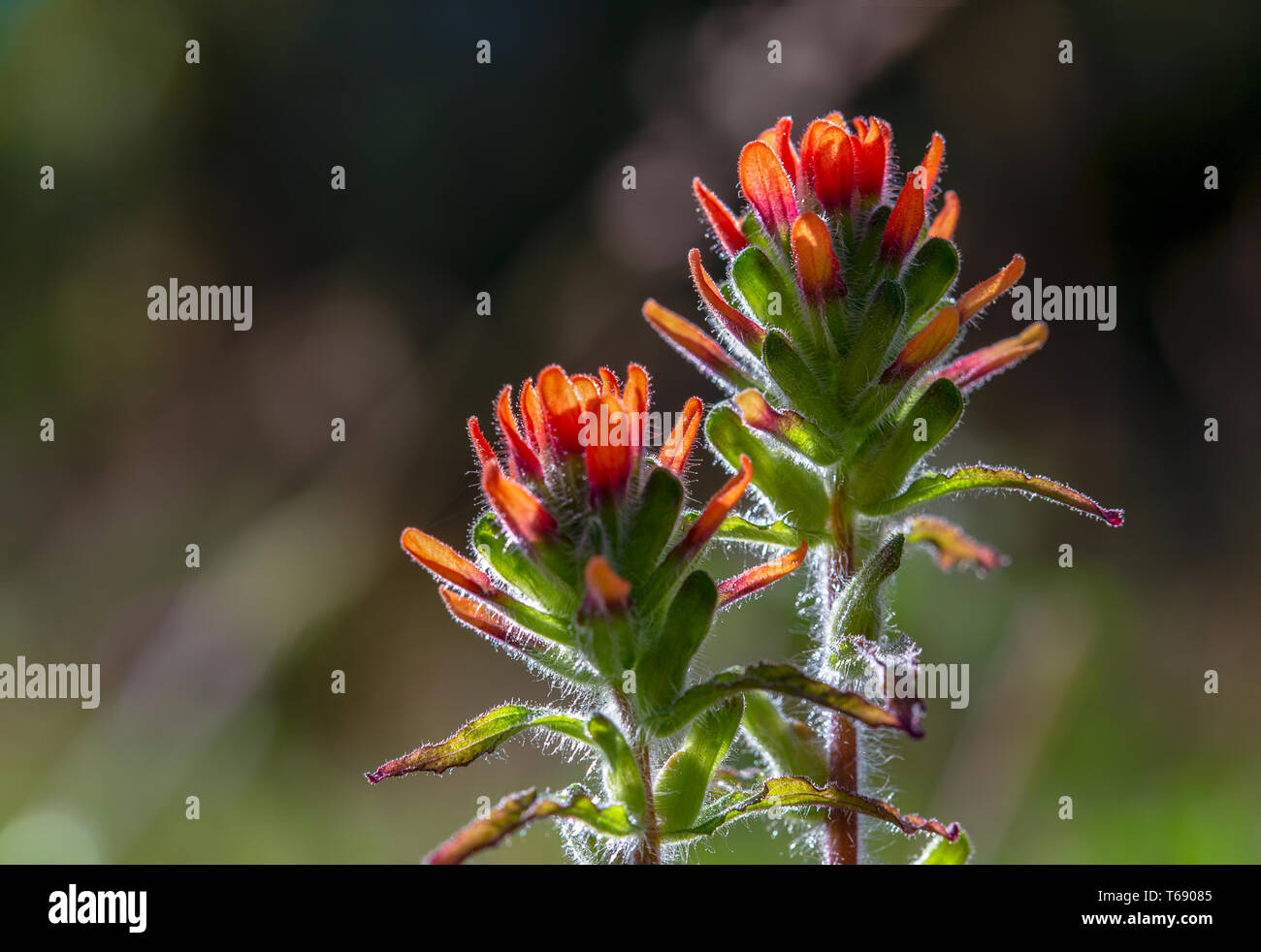 The exotic beauty of two scarlet Indian paintbrush flowers captured in a macro photography at the Andean mountains of Colombia. Stock Photo