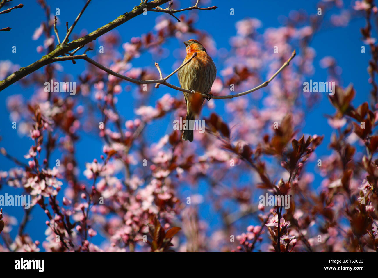 Bird sitting on blooming cherry tree Stock Photo - Alamy