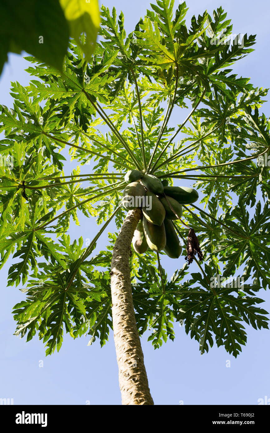 Green papaya on the tree, Bali Indonesia Stock Photo Alamy