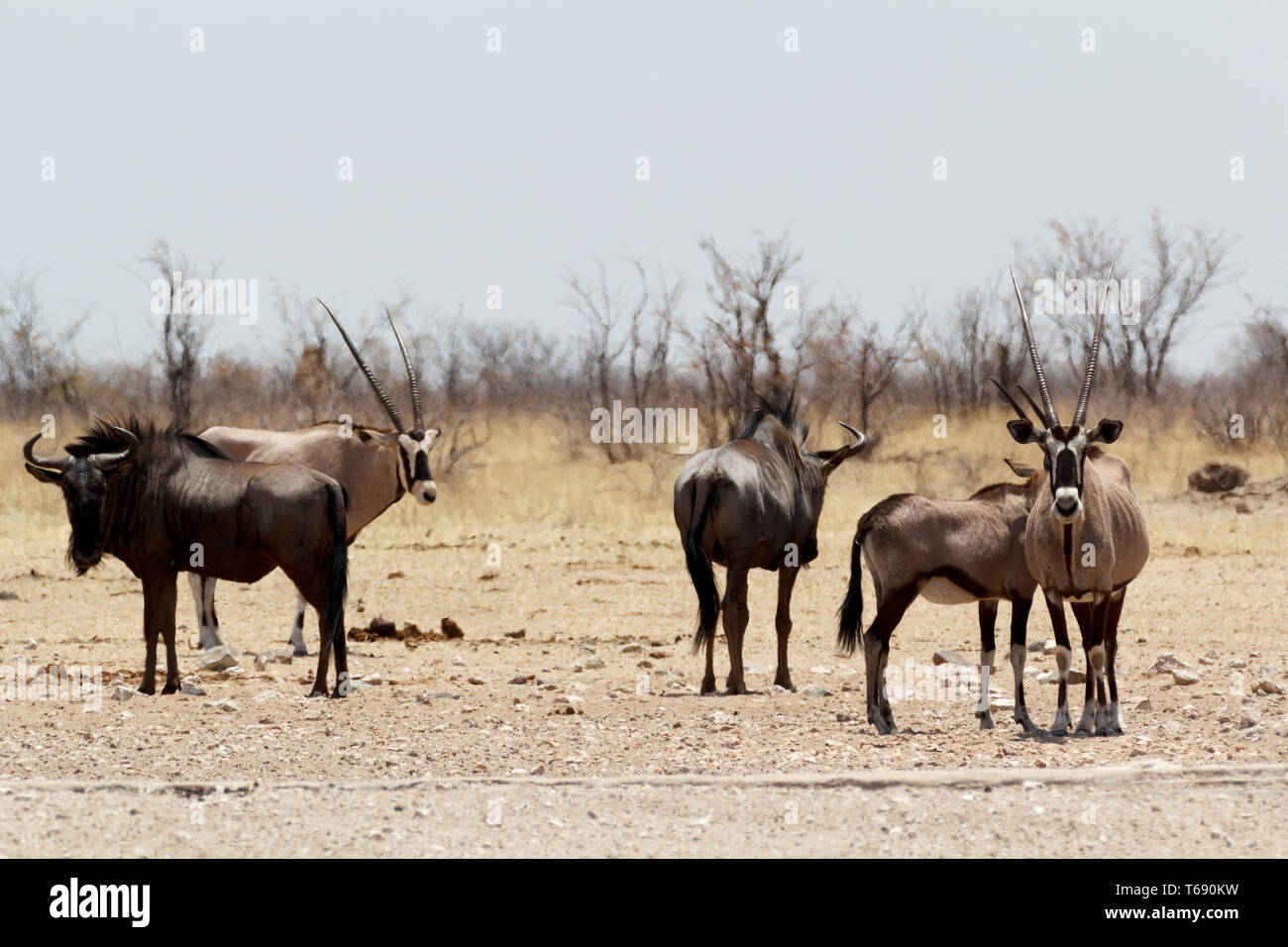 Gemsbok, Oryx gazella and Gnu in african bush Stock Photo