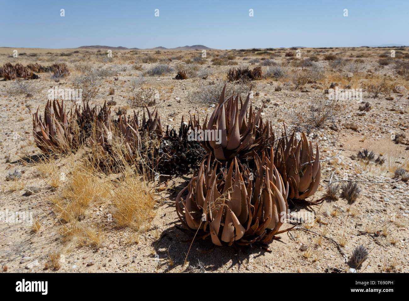flowering aloe in the namibia desert Stock Photo