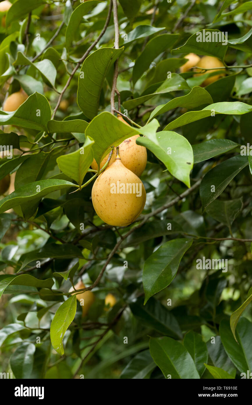 Nutmeg Tree Hi res Stock Photography And Images Alamy